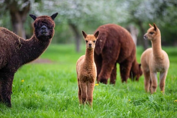 Alpaca Farms: A Definitive Guide on Raising Alpacas