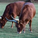 Ankole Cows Appearance