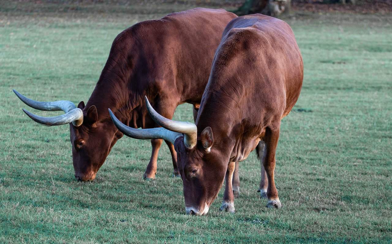Ankole Cows Appearance