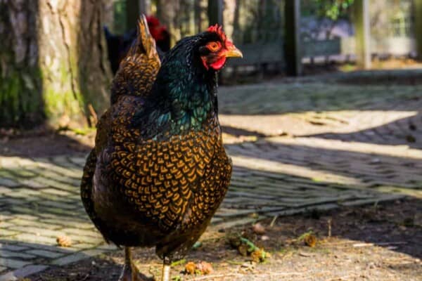 Barnevelder Chickens – Breed Profile, Behavior and Care