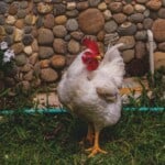 Cornish Cross Chicken Disadvantages