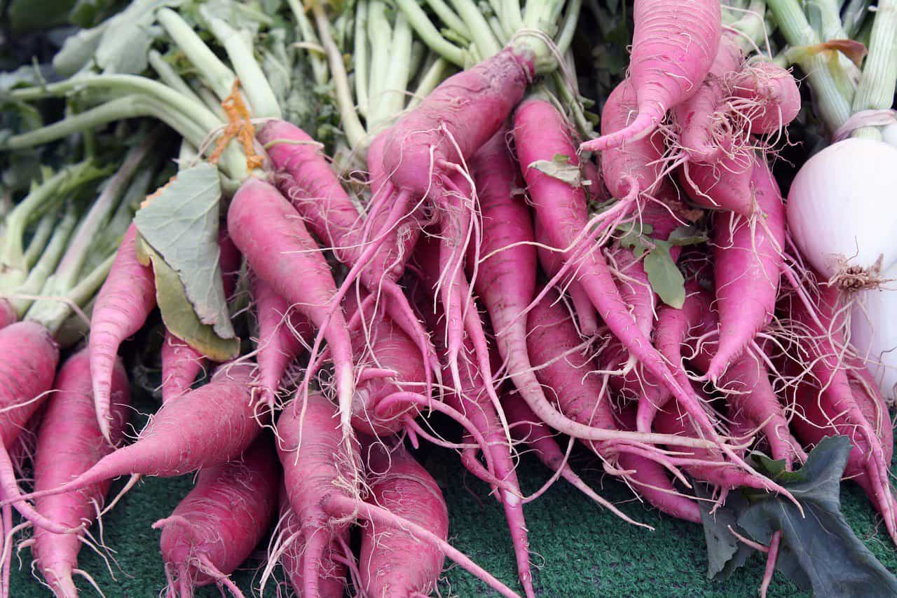 Daikon Radish