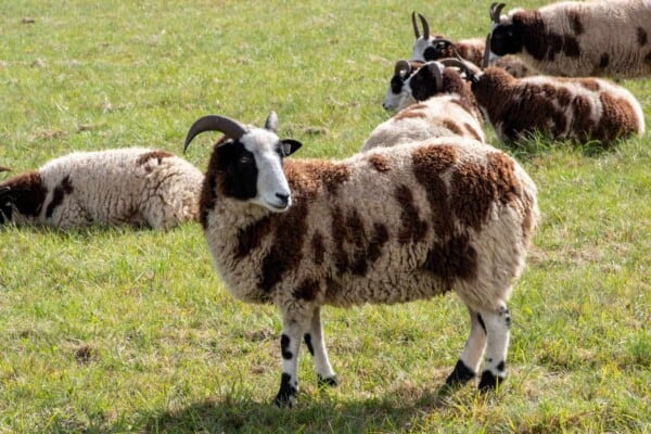 Jacob Sheep: Get to Know This Old-World Sheep Breed