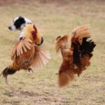 PEcking Fight