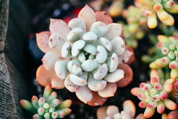 25 Types of Succulents: A Closer Look at the Best Succulent Plants
