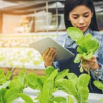 hydroponics vegetable farm