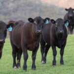 Angus Cattle Availability