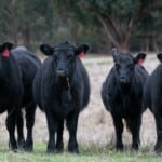 Angus Cattle Uses