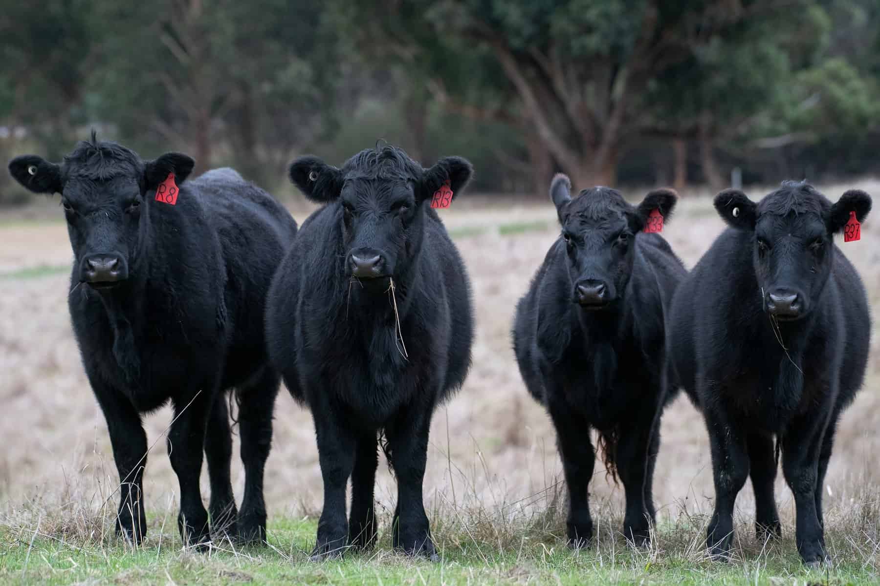 Angus Cattle Uses