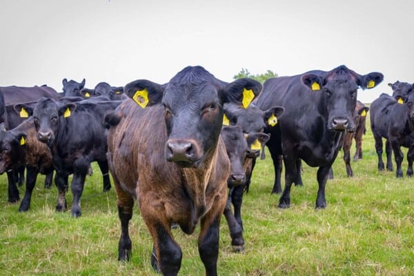 Angus Cows – Why Are They So Special?