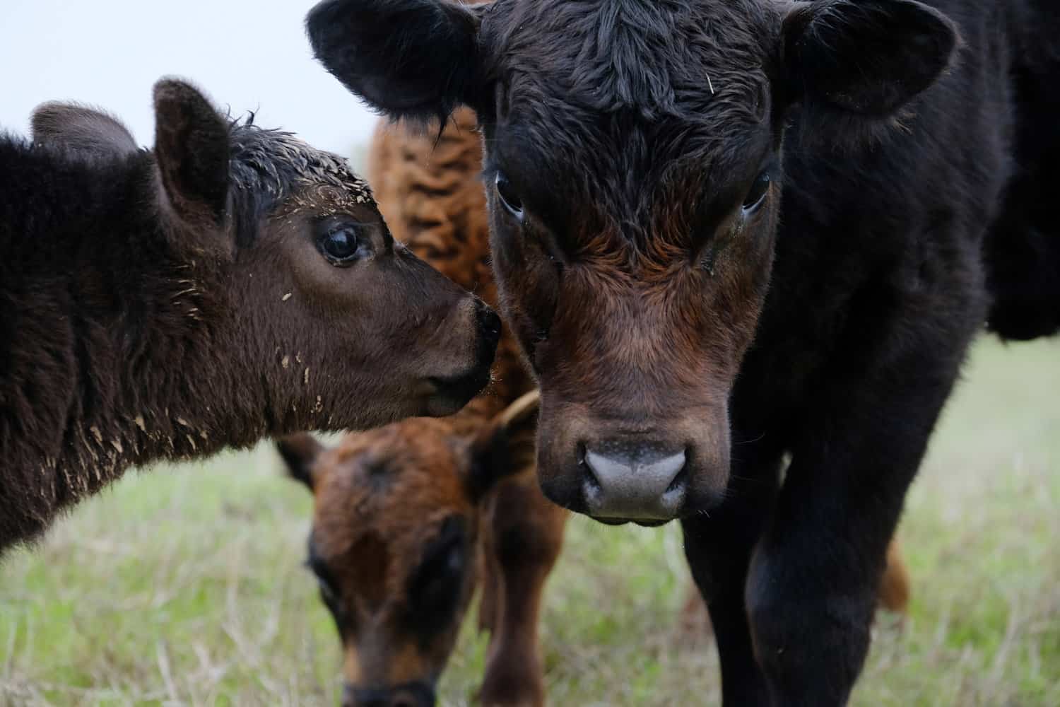 Young black angus cows shows beef calves on ranch close up.