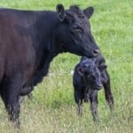 Angus Mother