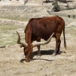 Ankole Cows Domesticated