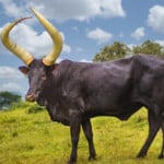 Ankole Cows History