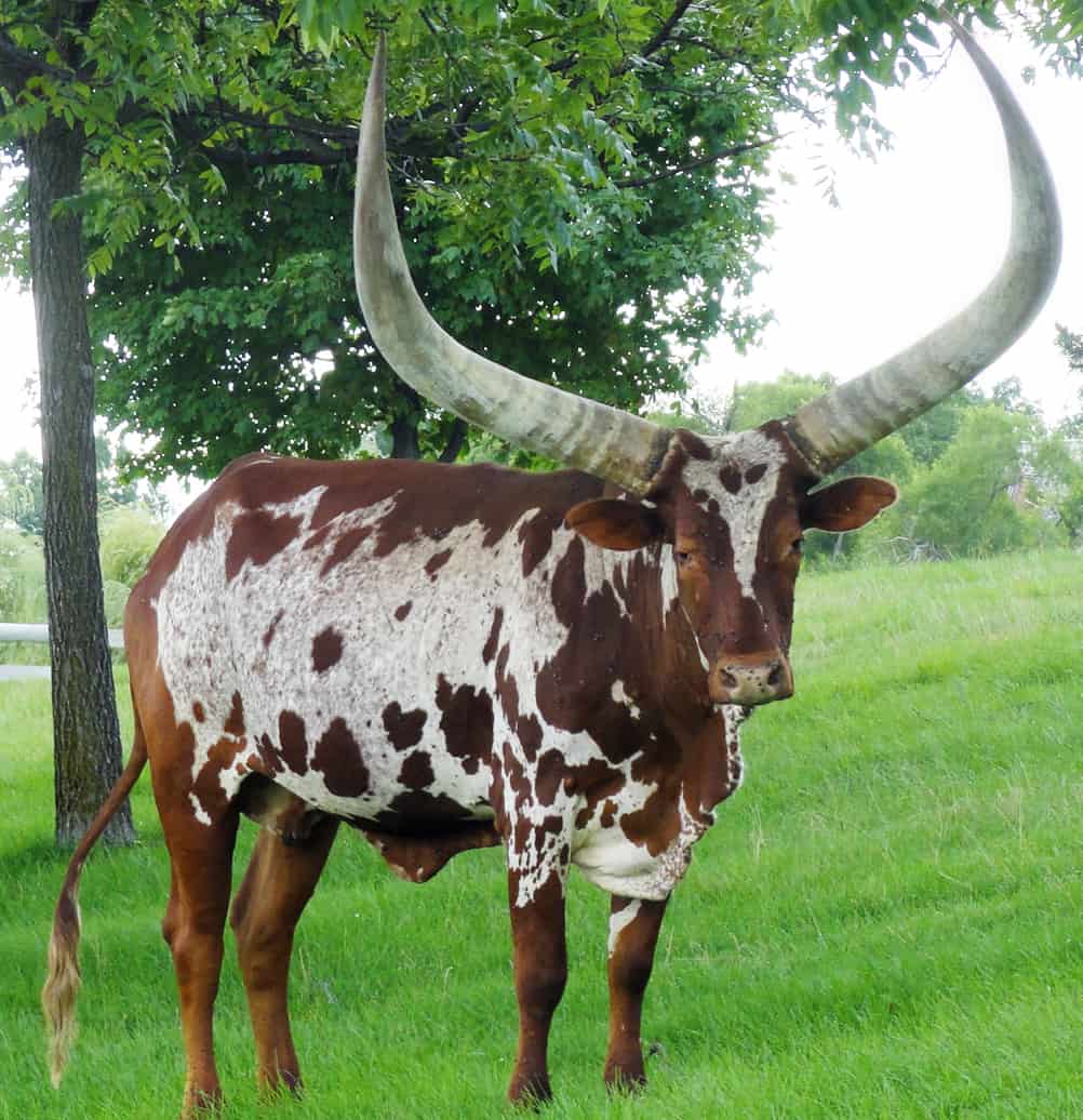 Ankole Cows Status