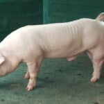 Chester White Pig – Characteristic