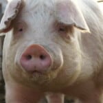 Chester White Pig – Characteristics