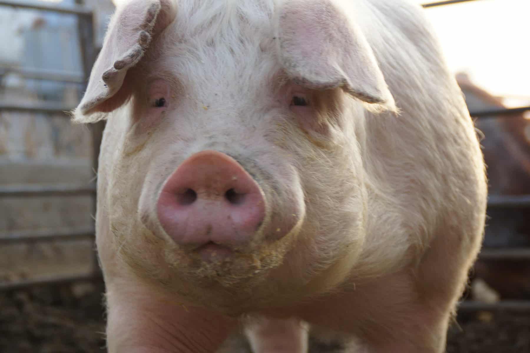 Chester White Pig – Characteristics