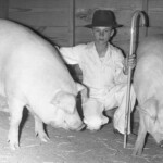 Chester White Pig – Origins