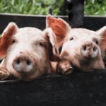 Chester White Pig – Raising minus