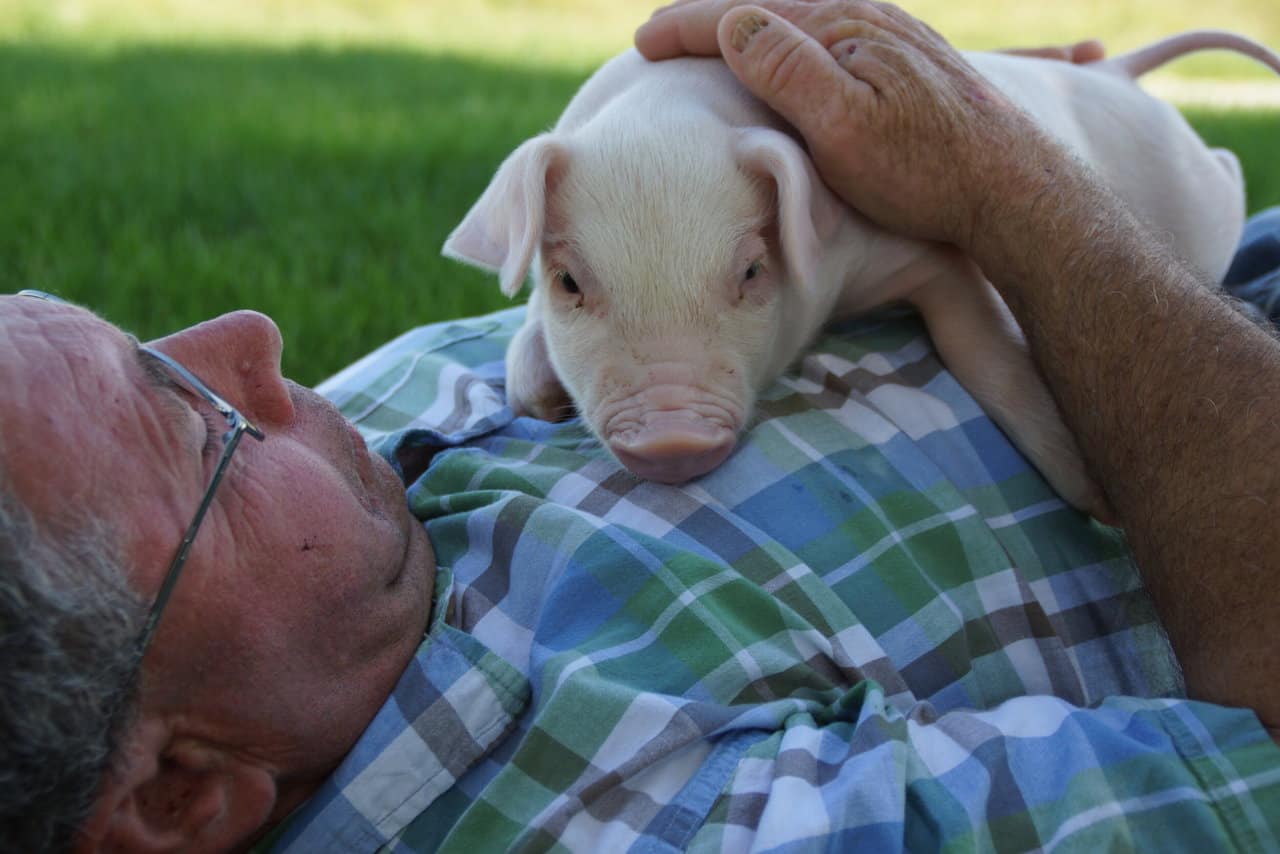 Chester White Pig – Raising plus