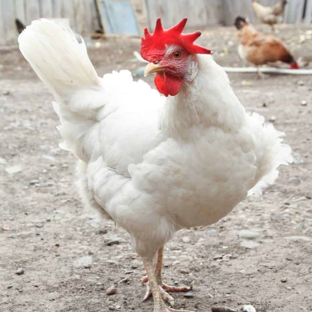 Cornish Cross Chicken History