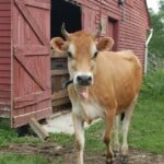 Cute Jersey Cow