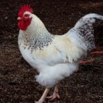 Delaware Chicken – Appearance