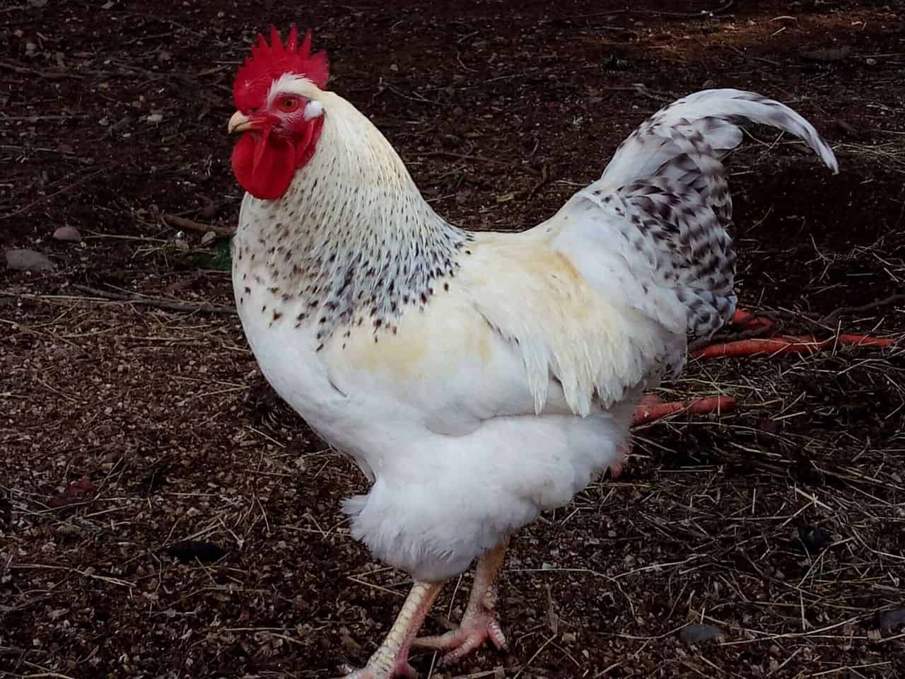 Delaware Chicken – Appearance