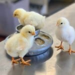 Delaware Chicken – Health
