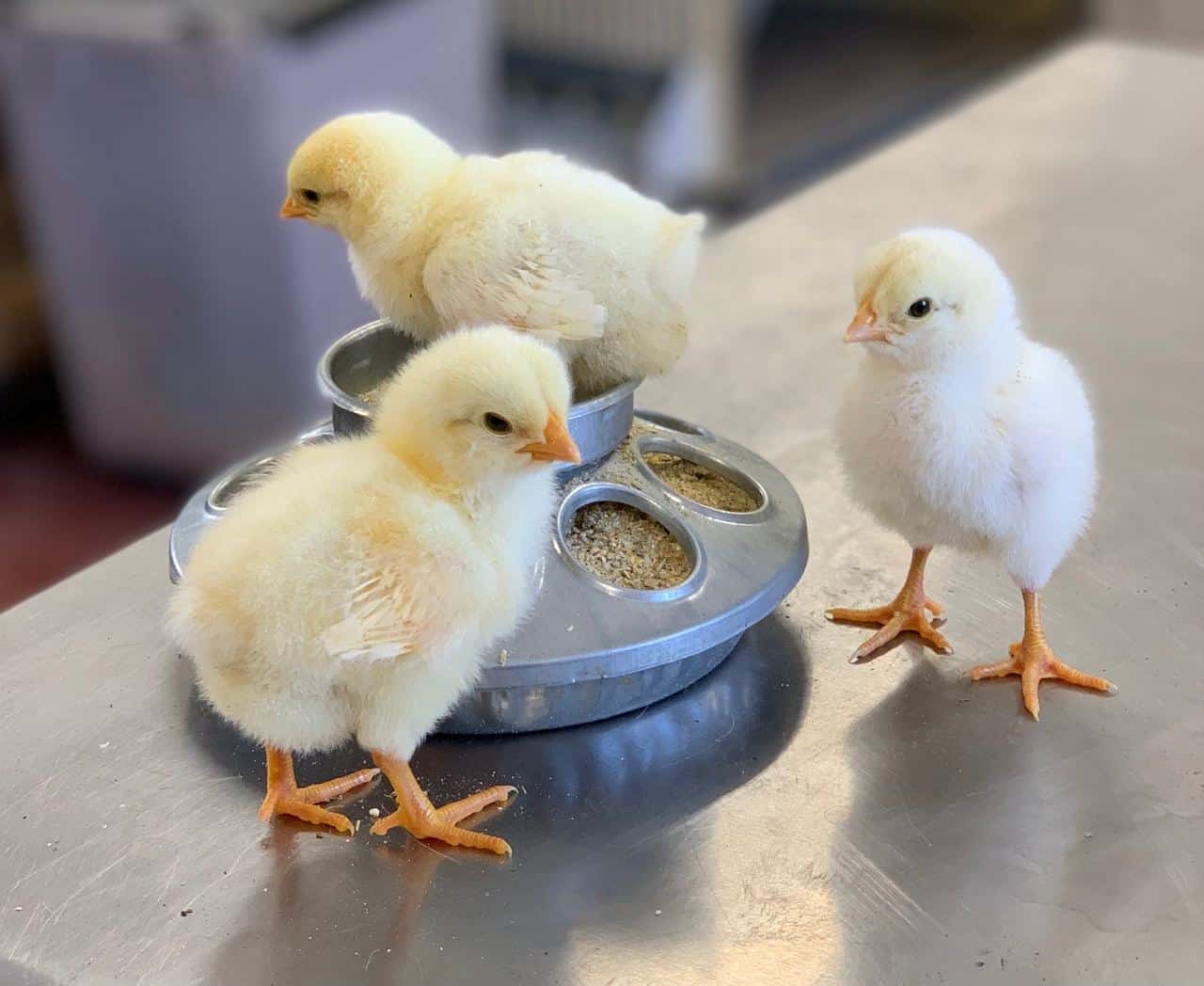 Delaware Chicken – Health