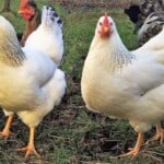 Delaware Chicken – Origin