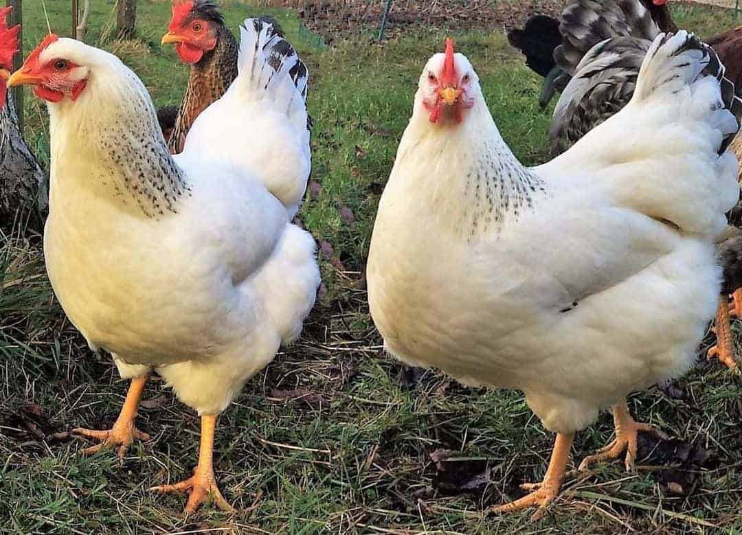 Delaware Chicken – Origin