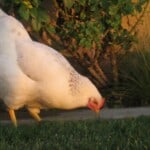 Delaware Chicken – Ornamental