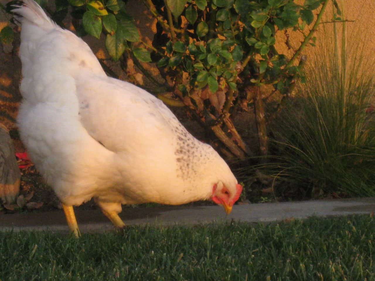 Delaware Chicken – Ornamental
