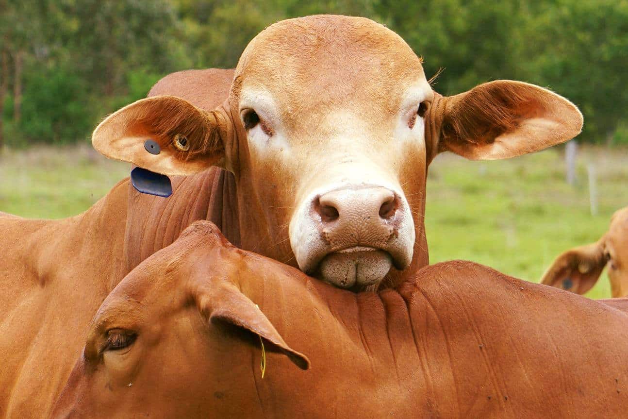 Droughtmaster Cows
