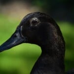 Duck Name Black