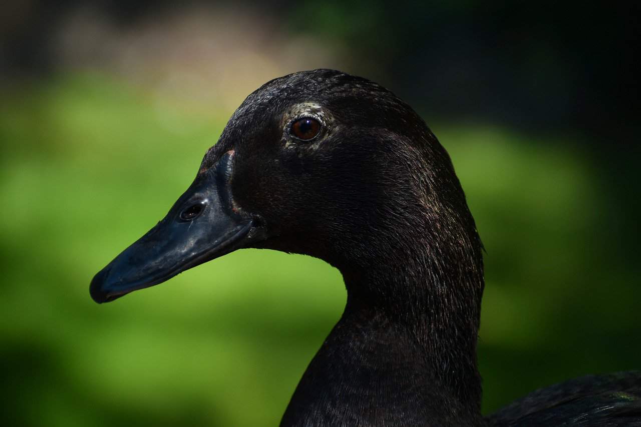 Duck Name Black