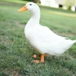 Duck Name Tips