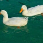 Duck Name White