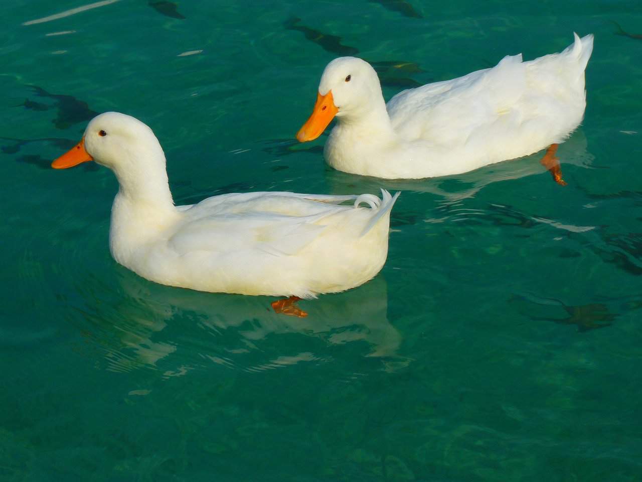 Duck Name White