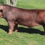 Duroc Pig Body
