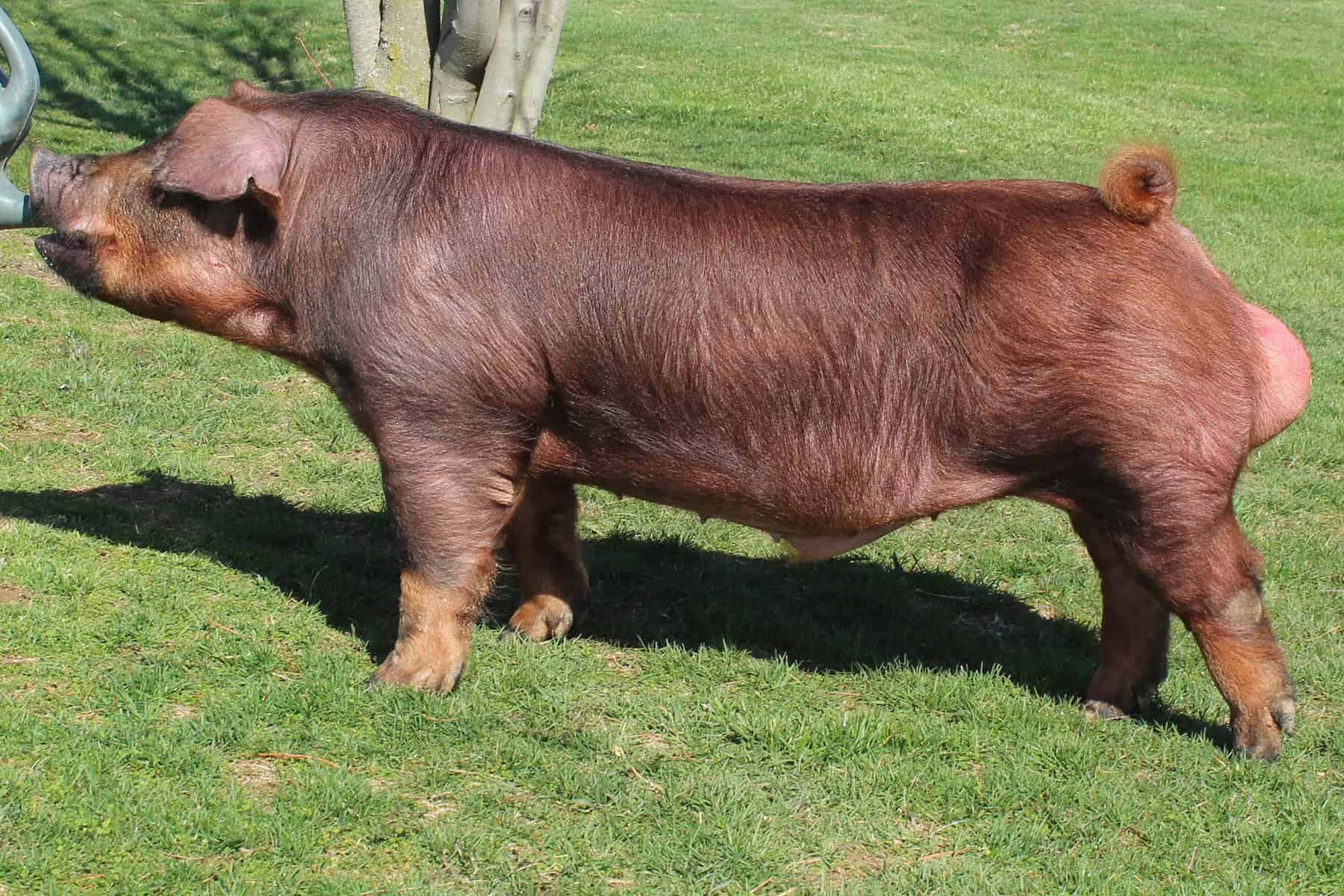 Duroc Pig Body