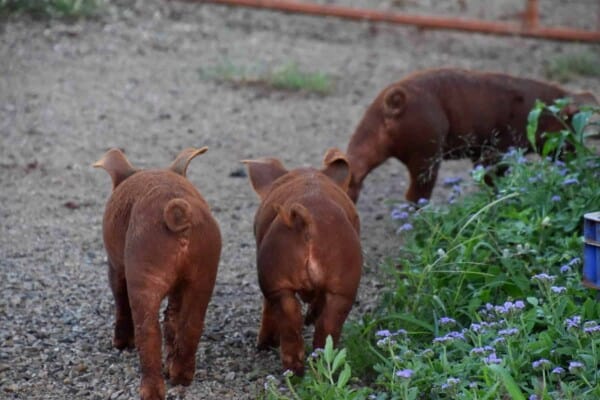 Duroc Pigs: Breed Profile, Characteristics and Photos