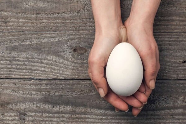 Goose Eggs 101 – Everything You Should Know
