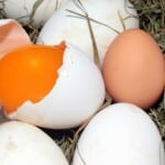 Goose Egg Fun Fact