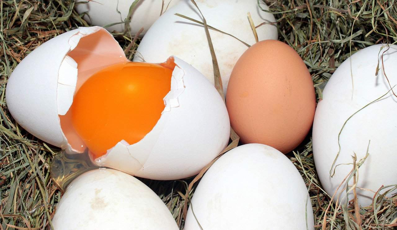 Goose Egg Fun Fact