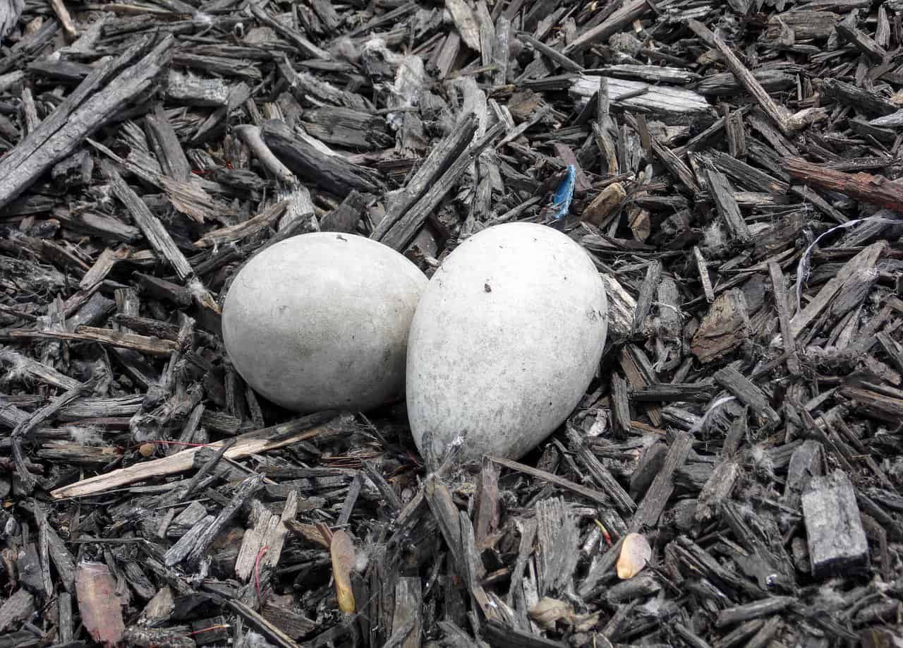 Goose Egg Size