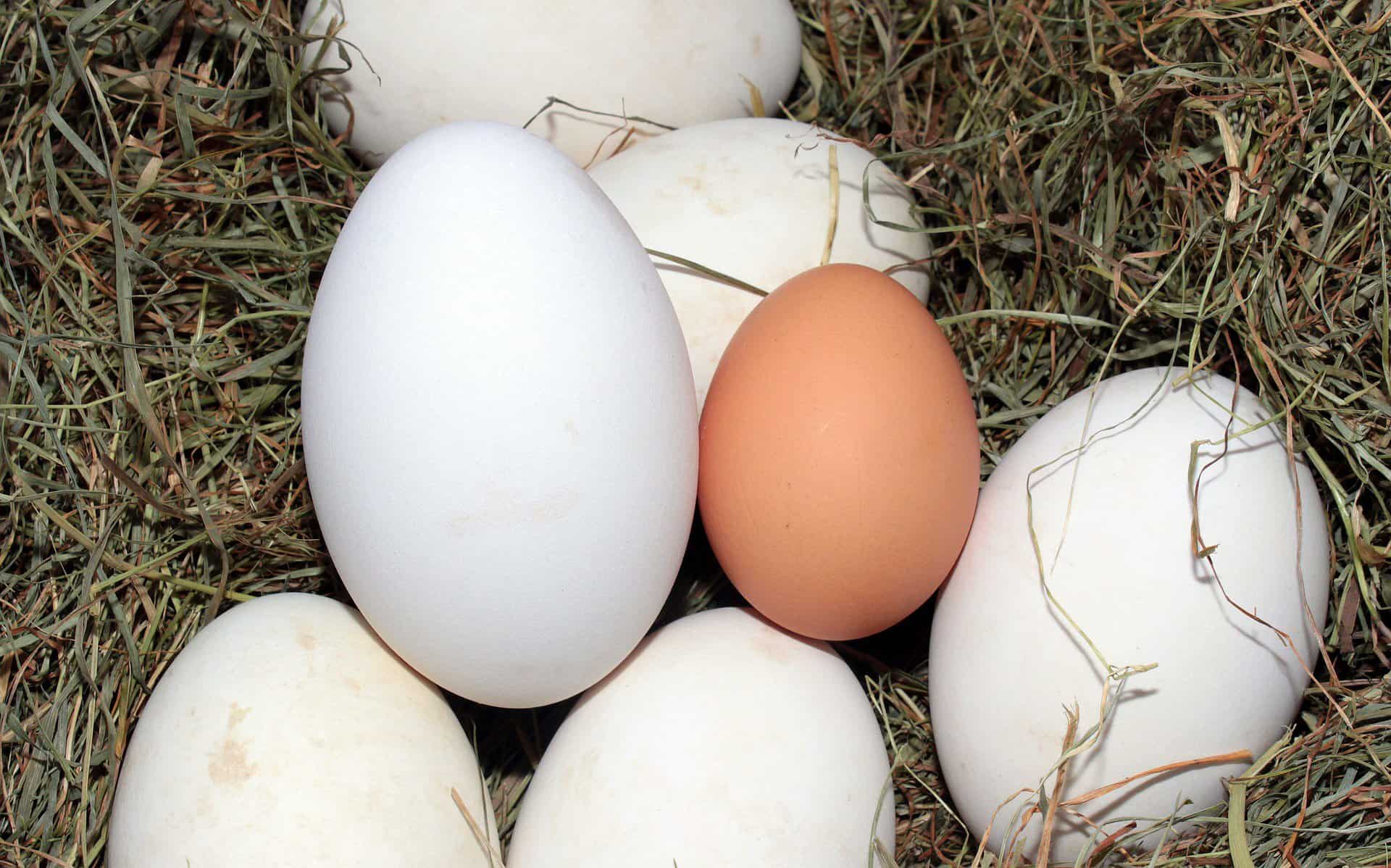 Goose Eggs Nutritional Value