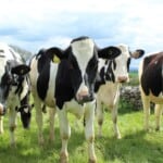 Holstein Cows – Origins